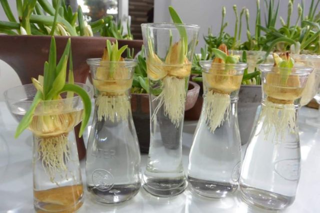 1 Lọ dinh dưỡng thủy canh siêu chất