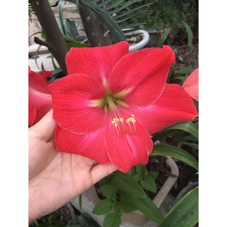 Tổng hợp các con lai ❤️