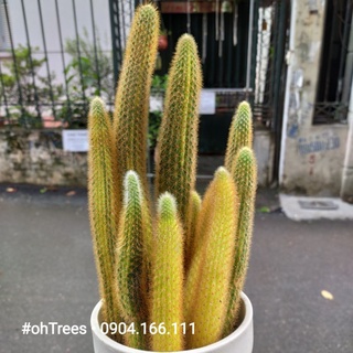 Xương rồng đuôi chồn đột biến Var
