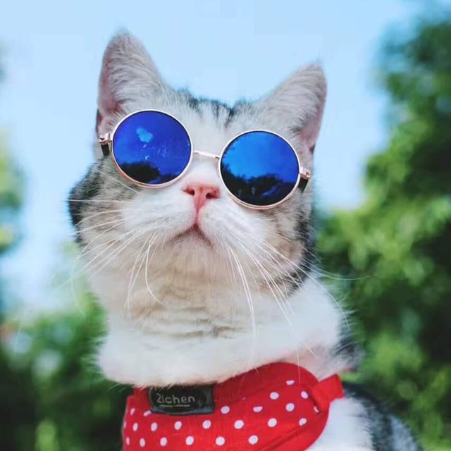 Kính mát nhiều màu dành cho chó mèo nhỏ