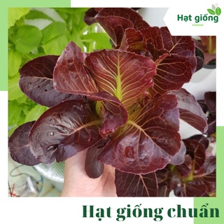Hạt giống xà lách romaine đỏ tím mềm chịu nhiệt, dễ trồng, năng suất cao gói 2g (Rạng Đông)