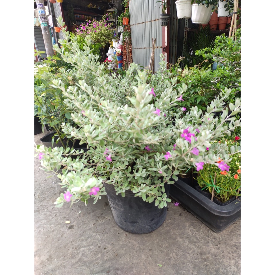 Cây hoa tuyết sơn phi hồng cây cao khoảng 60cm: Ý nghĩa, hình ảnh, cách trồng, chăm sóc tại nhà