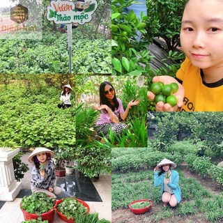 Siro Ho Thảo Mộc Dân Gian Điềm Kim