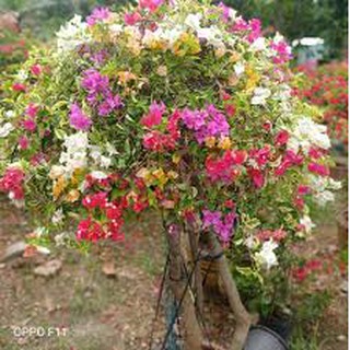 Hoa giấy ngũ sắc đặc biệt
