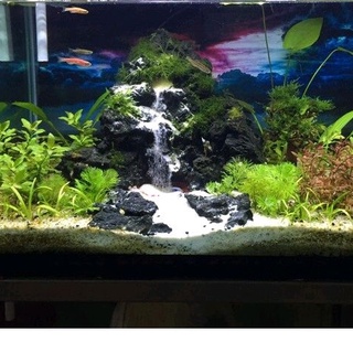 Lưỡi Gà Làm Thác Cát ( Mua 10 tặng 1)