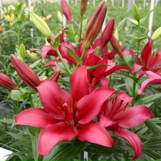 Củ giống hoa Ly cao đỏ giống chuẩn Hà Lan màu đỏ Indian summerset size 16/18 cho ra 5-7 hoa sau 65-75 ngày