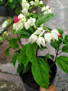 Hoa ngọc nữ dây leo