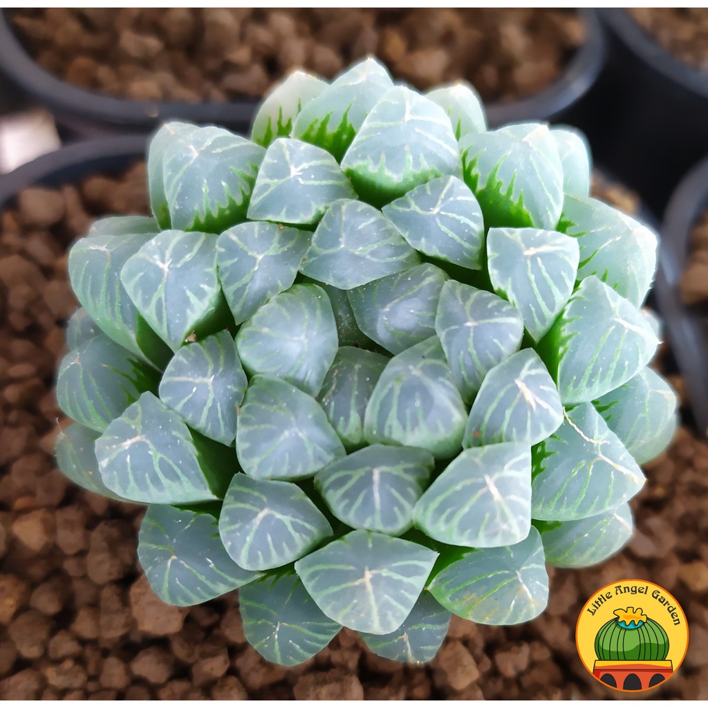 Sen Đá Kim Cương Cooperi | Sen đã thuần | Haworthia dễ chăm