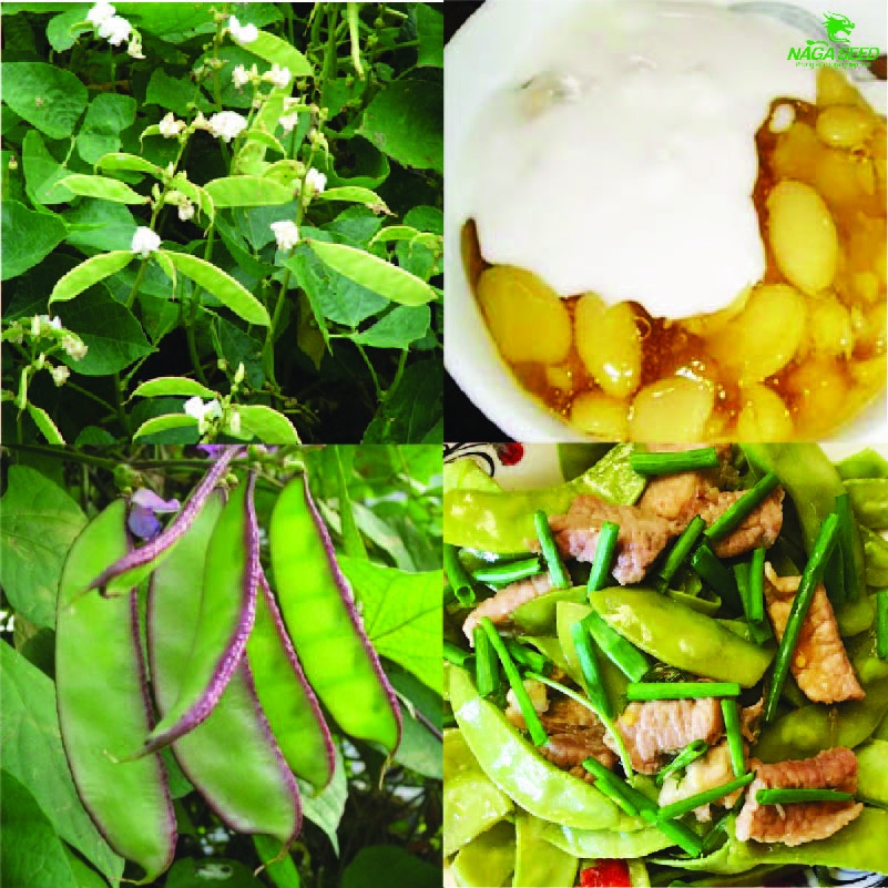 Hạt Giống Đậu Ván Thuần Chủng, Không Chất Bảo quản, Cực Dễ Trồng, Nhiều, Sai Quả, Vegetables Seeds