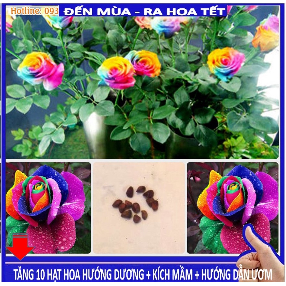 Shop 1k - Hạt giống Hoa Hồng 7 Sắc 10 Hạt  - (tặng kèm Thuốc kích mầm + 5 hạt hướng dương lùn siêu bông)