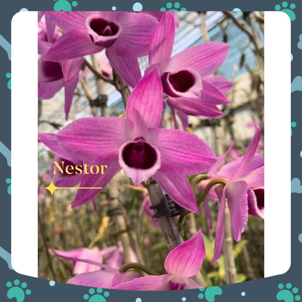 [Có bảo hành] trầm nestor hoa chớp hồng cao 10-15 cm hàng ươm kie rất đẹp