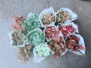 Cây Cẩm Nhung (lá may mắn) 35k/chậu