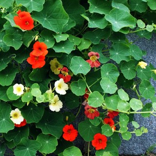 Hạt giống hoa sen cạn