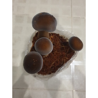 Phôi Nấm Mối Đen (01 kiện hàng 6 bịch )Chưa có Sơ Dừa