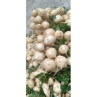 Hạt giống củ đậu (Củ sắn) Rạng Đông gói 5gr