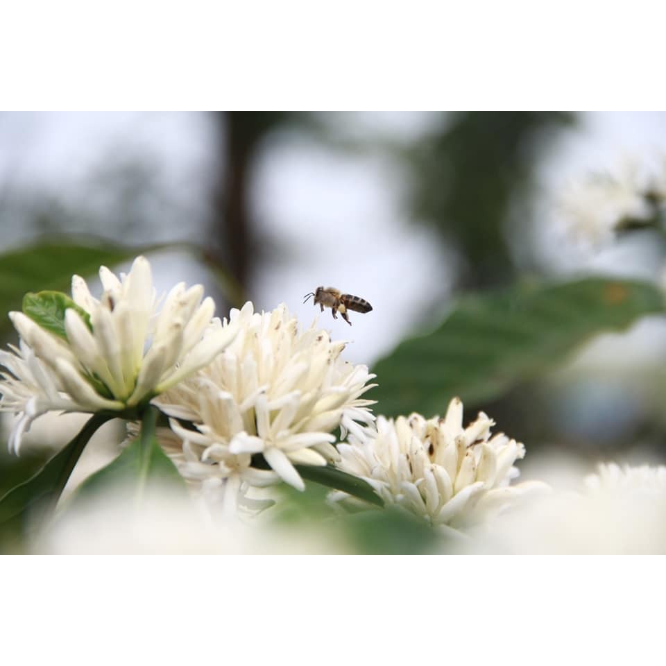 Mật ong Nguyên chất hoa cà phê nhà Xinh 700ml [hũ thủy tinh con ong 700ml]