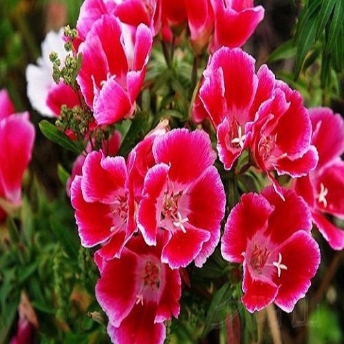 10 Hạt Giống Hoa Hồng Xuân