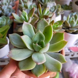 Sen Đá kèm Chậu đất nung