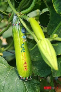 HẠT GIỐNG BÍ ĐAO KINGA HÀN QUỐC