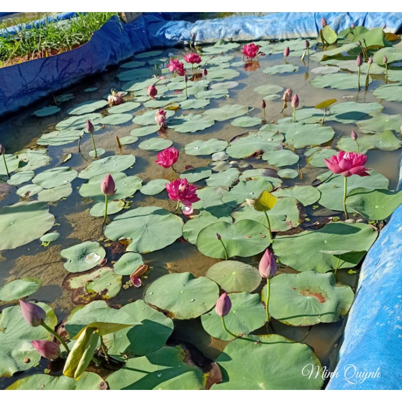 Củ sen mini Queen of heart