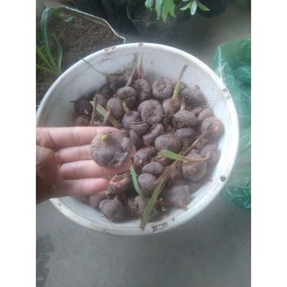 củ lay ơn giống
