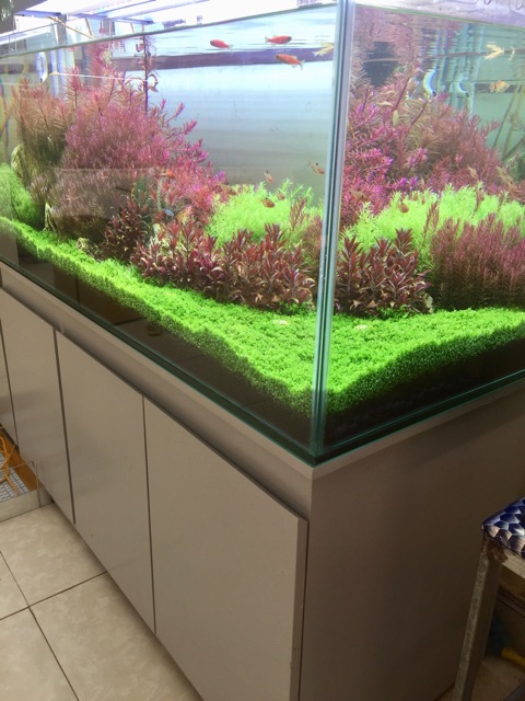 Bể cá thủy sinh phong cách Hà Lan