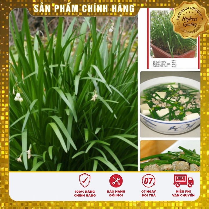 Hạt giống hẹ ta rau gia vị - 10gr