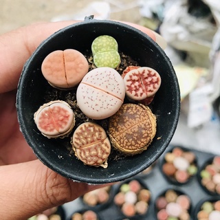 SEN THẠCH LAN, SEN ĐÁ  MÔNG SIÊU CUTE, LITHOPS NHIỀU MÀU SẮC