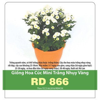 Hạt Giống Hoa Cúc Mini Trắng Nhụy Vàng Rd 866 Gói 0.03g