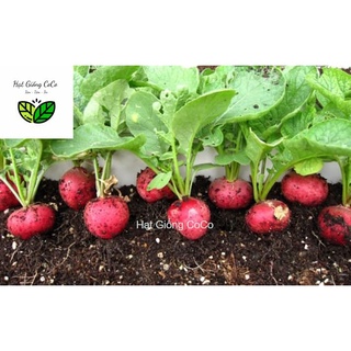 Hạt Giống Củ Cải Đỏ Cherry Gói 1Gr