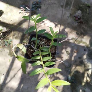 Phi Điệp ( Giã Hạc ) Hồng Xước cây ki 52 ( 2-3 cây/chậu)