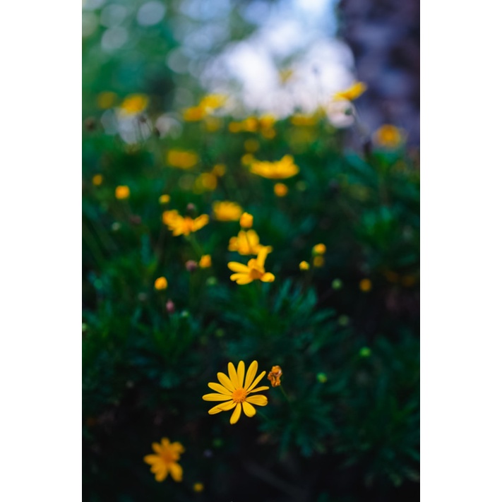 Ống kính máy ảnh Rokinon/Samyang 35mm f1.4 MF Canon  - 10673