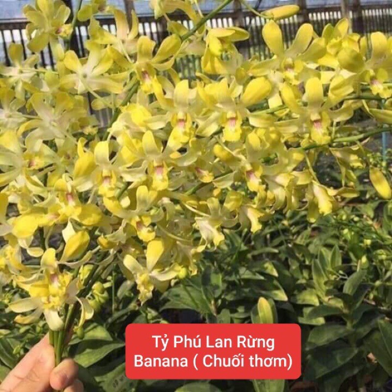 Đenro Banana/ chuối thơm