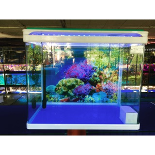 Bể cá để bàn kính liền