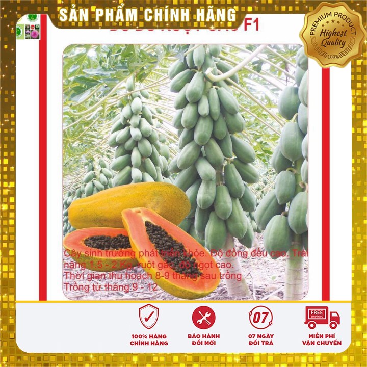 Hạt giống Đu Đủ Lùn 5 Hạt [Bán Sỉ]