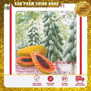 Hạt giống Đu Đủ Lùn 5 Hạt [Bán Sỉ]