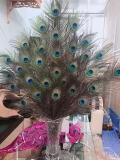 Lông công 100cm phong thủy loại to đẹp mắt đại