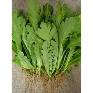 Hạt giống rau cải cúc nếp