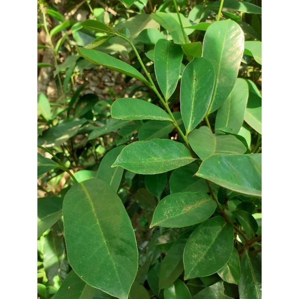 Lá mãng cầu xiêm phơi sấy  khô 100g. hút chân không