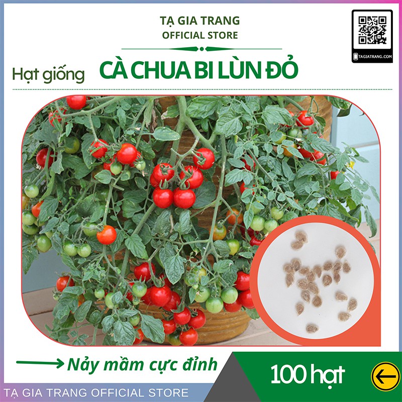 Hạt giống cà chua bi lùn đỏ (cà chua bonsai) - Gói 50-60 hạt