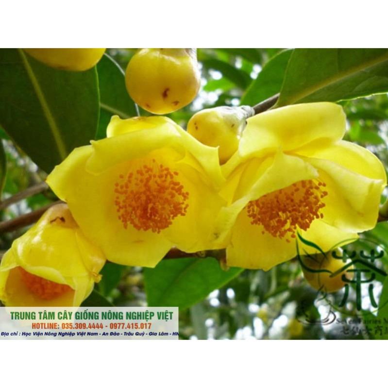 Cây Giống Trà Hoa Vàng