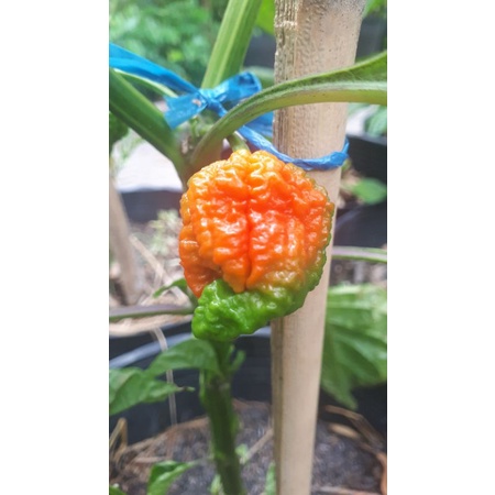10 HẠT GIỐNG ỚT CAY CAROLINA REAPER