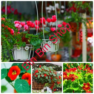Hạt giống hoa sen cạn mix nhiều màu gói 50 hạt