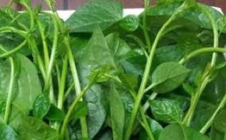 Hạt giống rau mồng tơi PD313