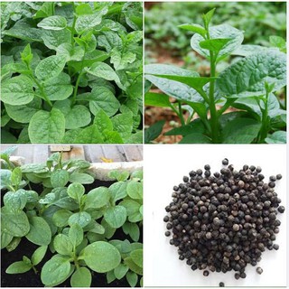 Combo 3 gói hạt giống rau mồng tơi xanh ( 3 gói 60gr )