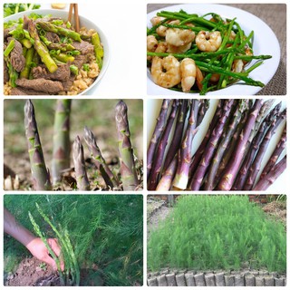 HẠT GIỐNG MĂNG TÂY TÍM