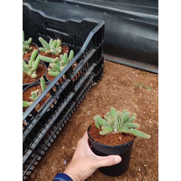 Chậu cứng Xương rồng ngón tay Đà Lạt