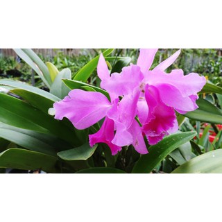 COMBO - Kích hoa lan ĐA THÂN (Dendro, Cattleya)