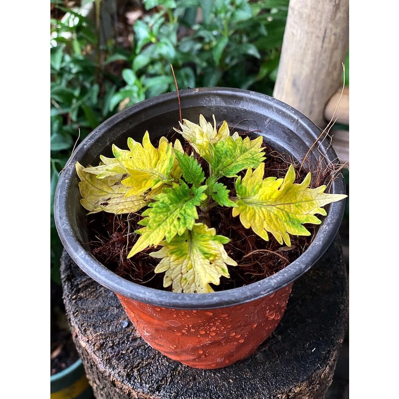 Cây Coleus scutellarioides Diane’s Gold (Lá Gấm Diane’s Gold) chậu nhựa 10cm