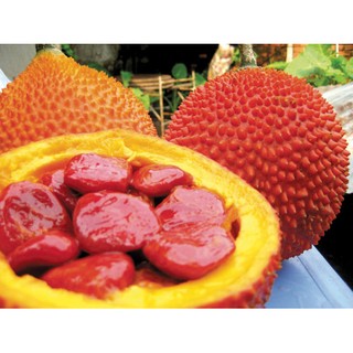 ruột gấc muối sẵn